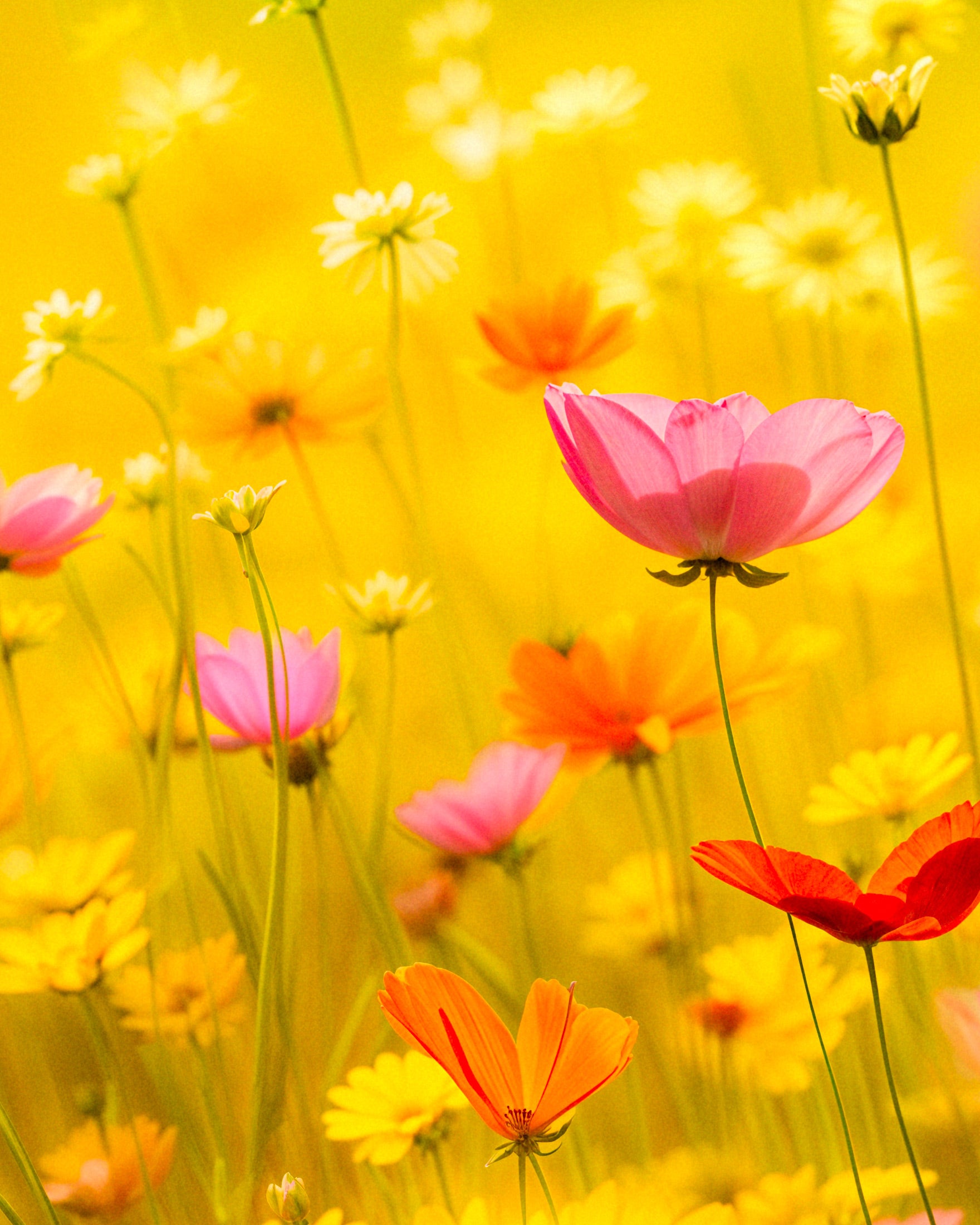 Poster de verão, flores