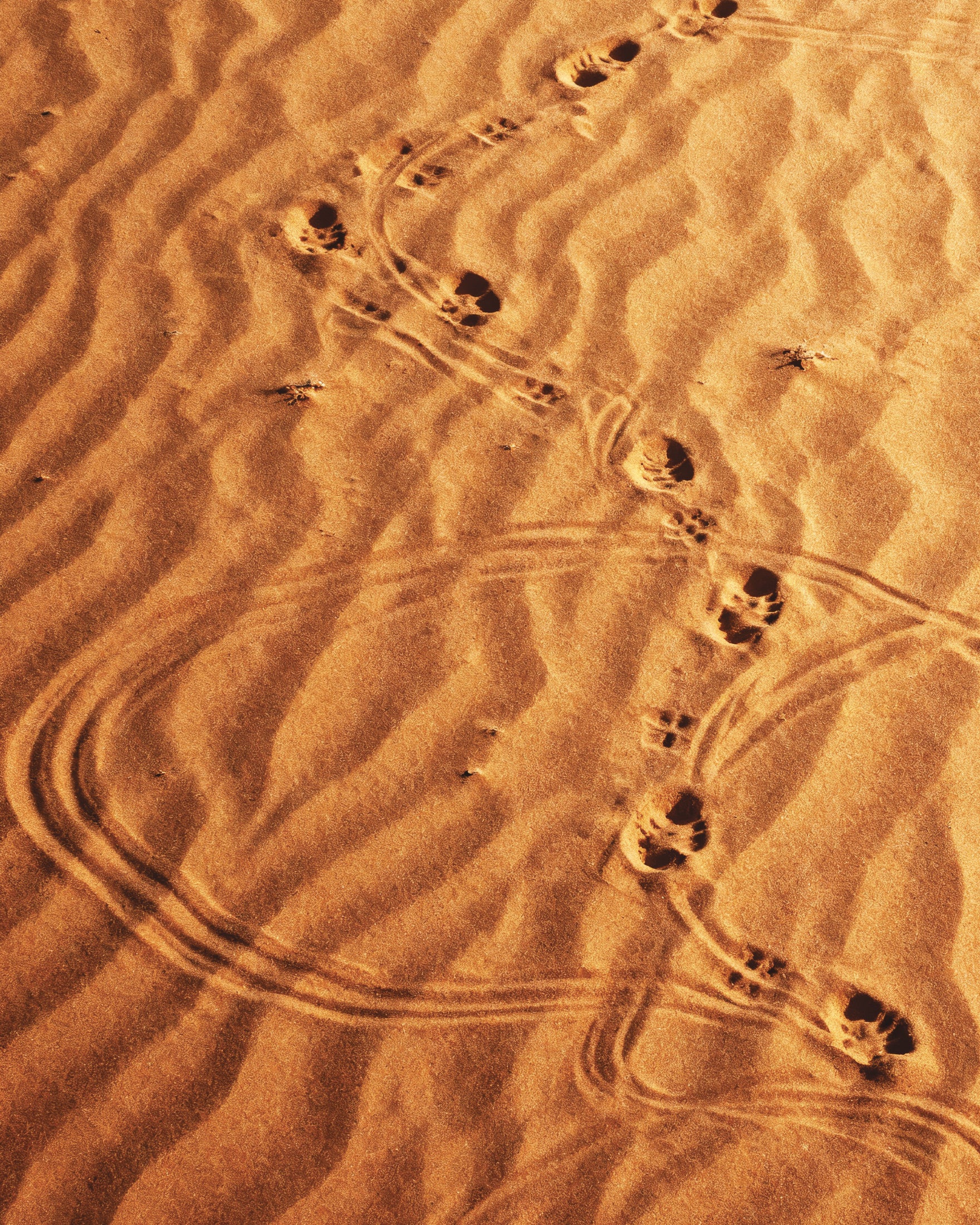 Dune Sandwalk, pôster Passos no Deserto