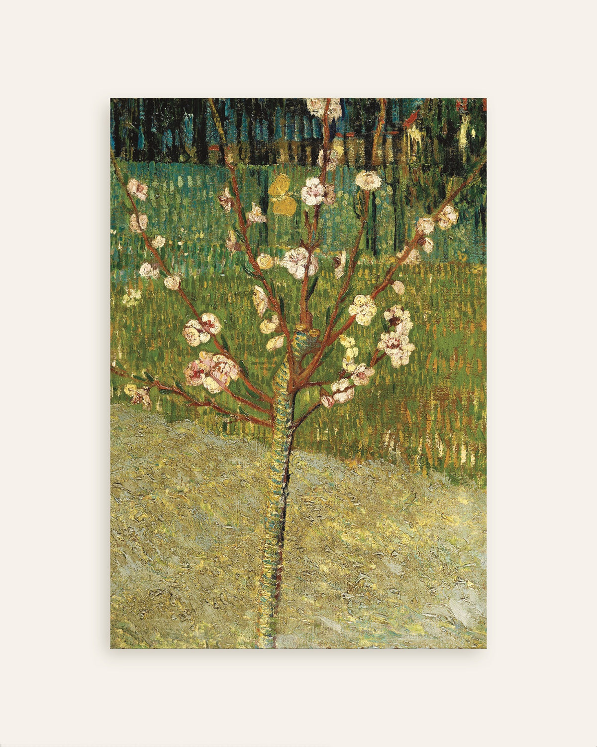 Poster de Amendoeira em Flor (1888), de Vincent van Gogh, em miniatura
